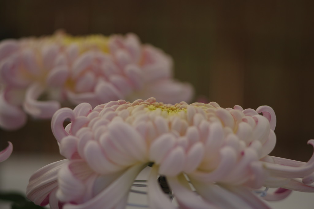 OLD LENS  菊花展　Ⅱ