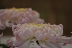 OLD LENS  菊花展　Ⅱ