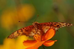 ヒョウモンチョウ　Ⅱ