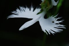 蝉鳴く　サギソウ