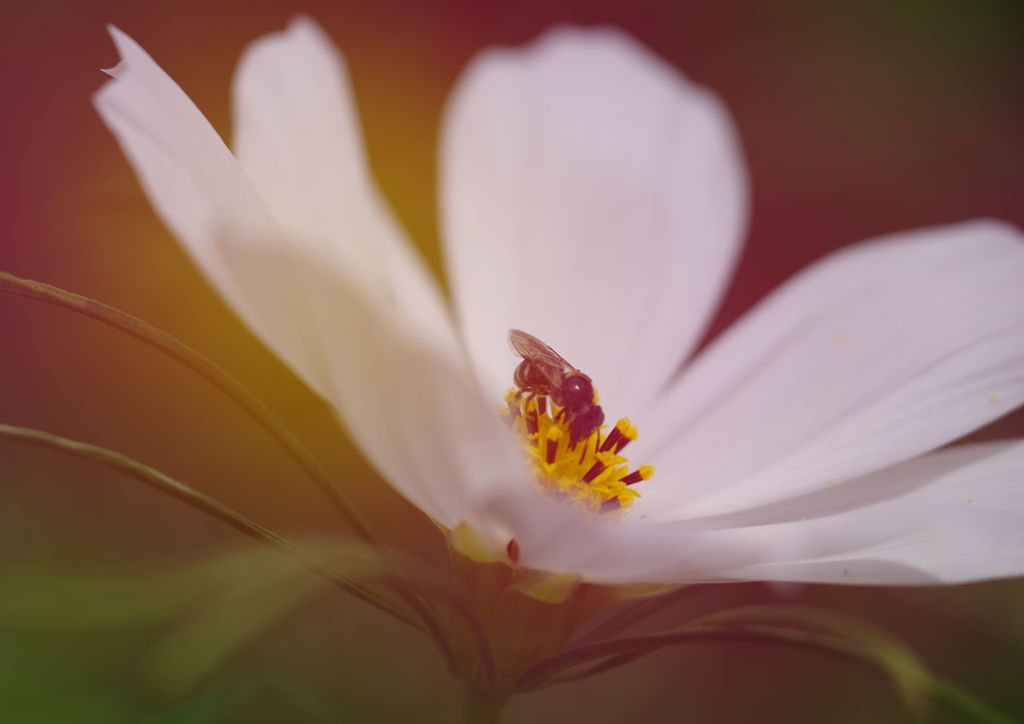 晩夏　ミツバチ