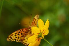 ヒョウモンチョウ