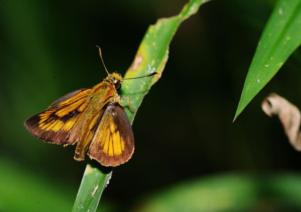 季夏　サセリチョウ