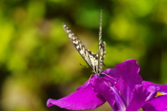 菖蒲にアゲハ蝶