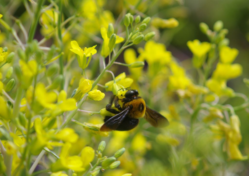 中春　クマバチ　Ⅱ