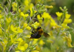 中春　クマバチ　Ⅱ