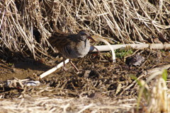 野鳥を探して　クイナ