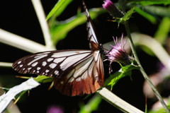 虫達を追って　アサギマダラ　完
