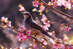 野鳥を探して　ヒヨドリ