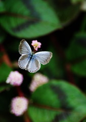 花と虫達　シジミチョウ