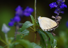 虫達を追って　モンシロチョウ
