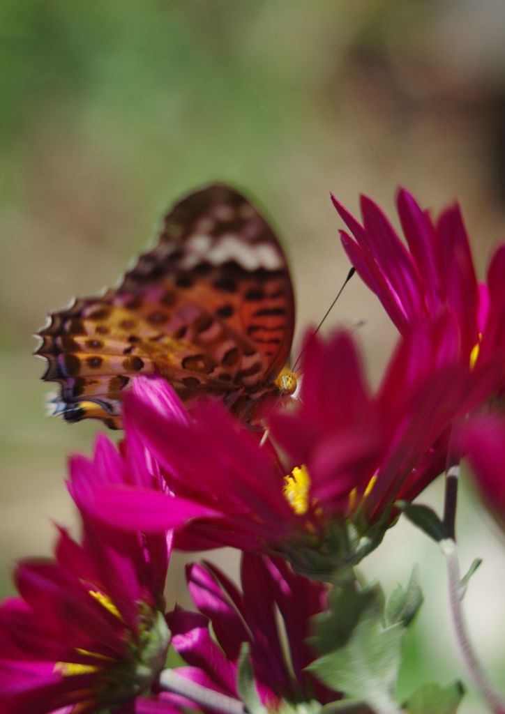 寒露　ツマクロヒョウモン　Ⅱ