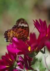 寒露　ツマクロヒョウモン　Ⅱ