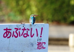 野鳥を探して  カワセミ　Ⅲ