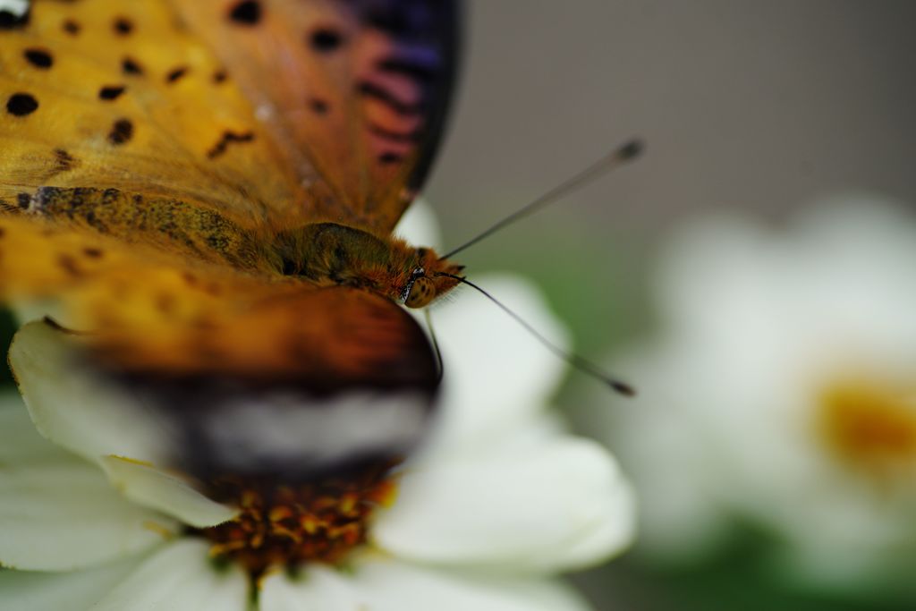行秋　ツマグロヒョウモン
