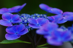 アジサイ祭り　Ⅷ