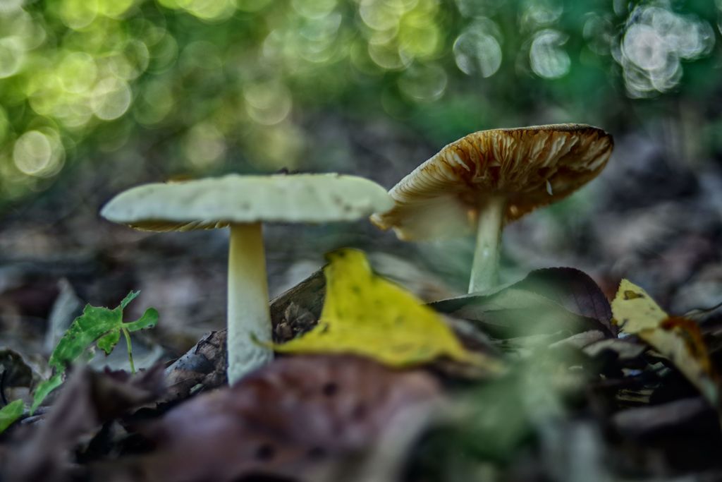 虫時雨　キノコⅡ