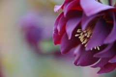 春光　クリスマスローズ