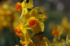 春光　水仙　Ⅱ