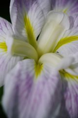 路傍　ショウブ？