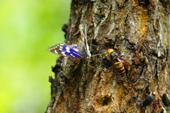 花と虫達　オオムラサキ　Ⅱ