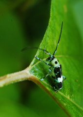 路傍　カミキリムシ