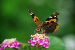 秋思　ツマグロヒョウモン