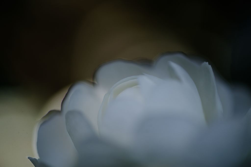 短日　サザンカ　Ⅱ