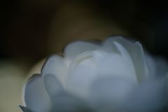 短日　サザンカ　Ⅱ