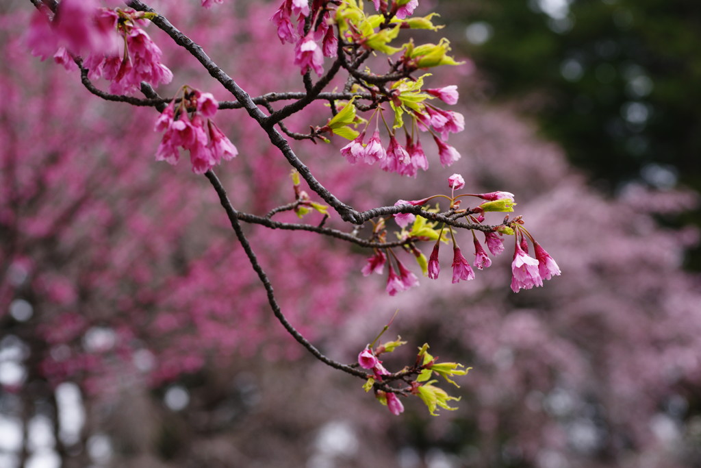 春を探して　枝垂れ桜