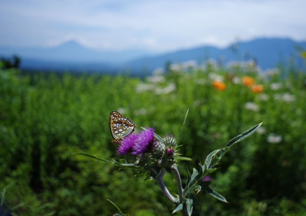 晩夏　遠くに富士山