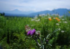 晩夏　遠くに富士山