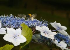 仲夏　クマバチ