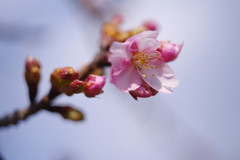 仲春　紅梅　Ⅱ