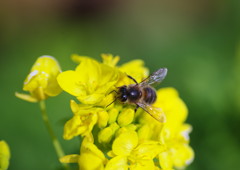 春光　菜の花　Ⅱ