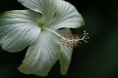 春爛漫　ハイビスカス