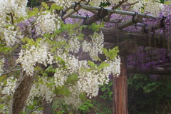 春色　フジ