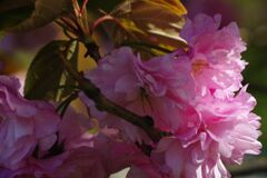 晩春　八重桜　Ⅱ