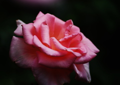 薔薇