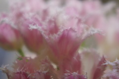 春色　チュウリップ