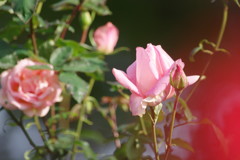 秋を探して　秋薔薇　Ⅳ