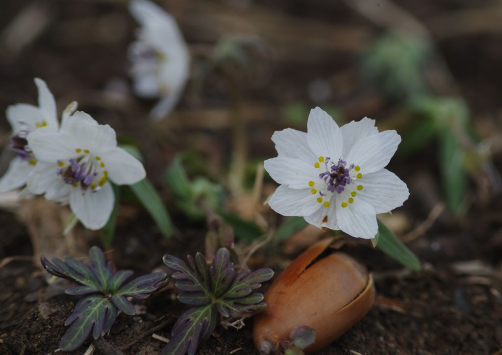 向春　セツブンソウ