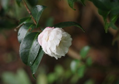 OLD LENS  サザンカ