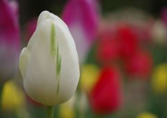 中春　チュリップ　Ⅱ