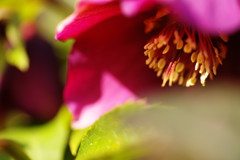 春を探して　クリスマスローズ　Ⅱ