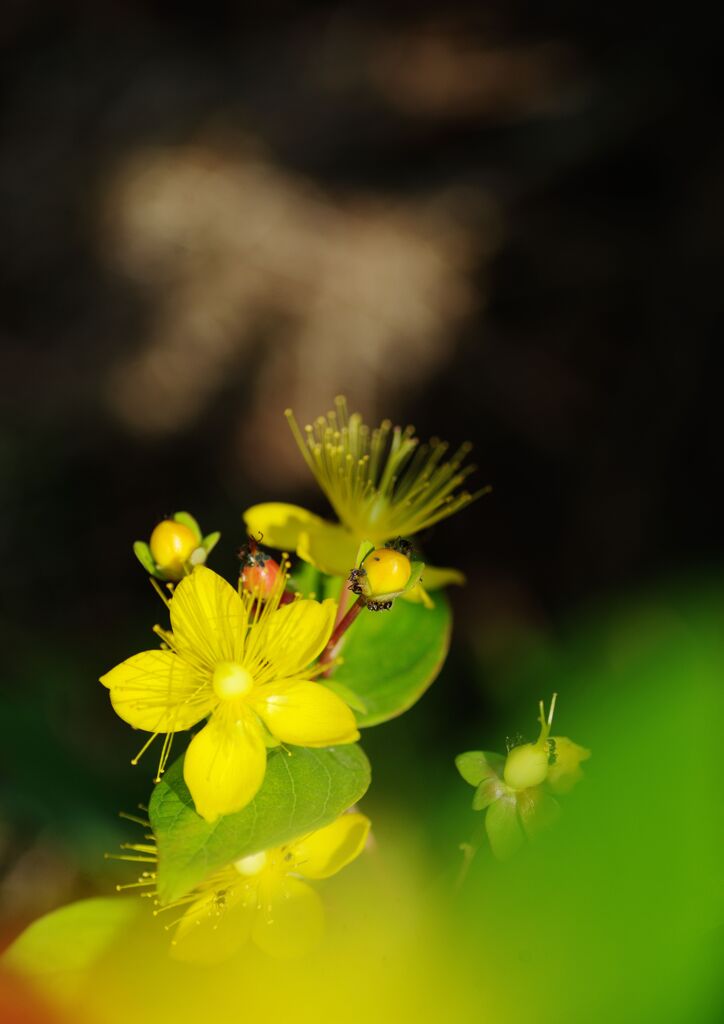 コボウズオトギリ