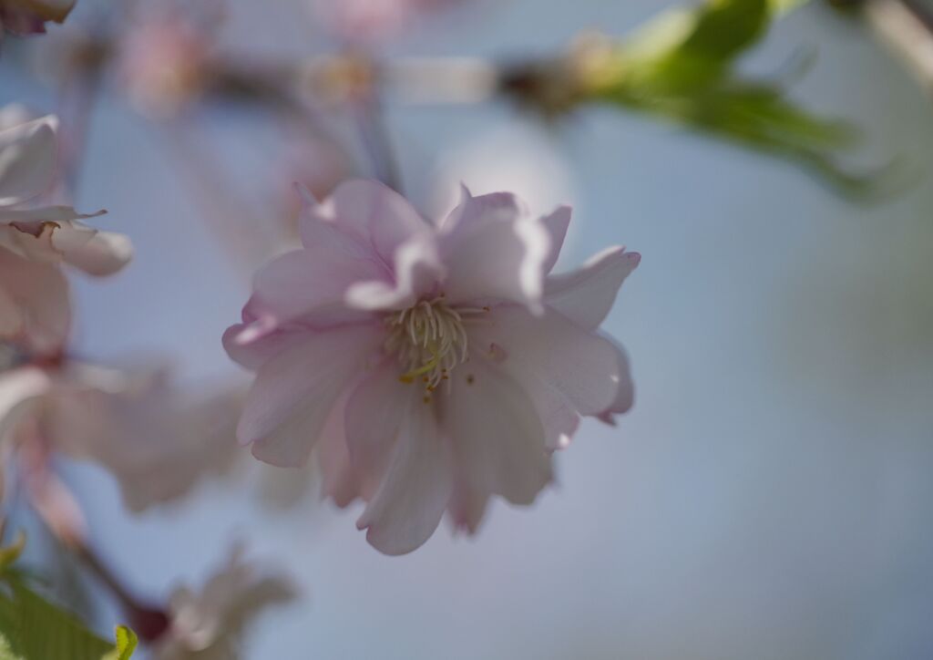 晩春　桜　Ⅱ