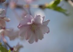 晩春　桜　Ⅱ