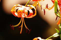 初夏を求めて　オニユリ　Ⅱ