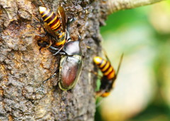 花と虫達　カブトムシ